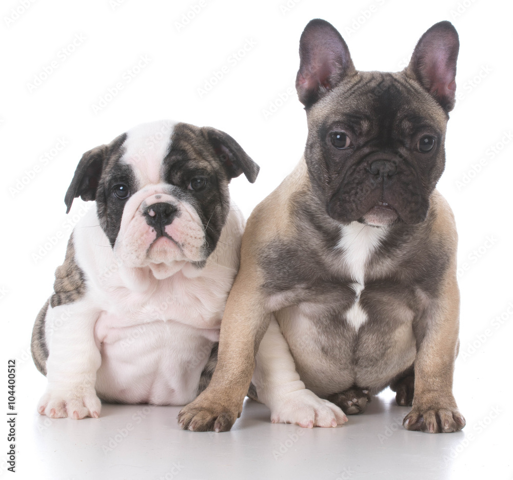 english and french bulldog puppies