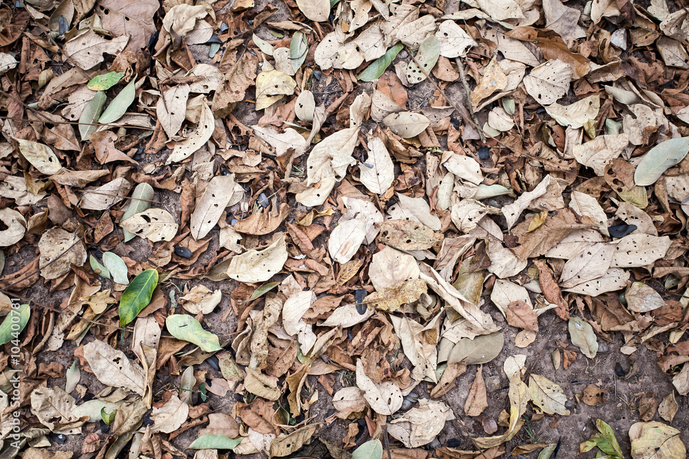 Fallen brown leaf on ground Fallen brown leaf on ground