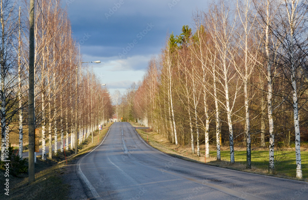 Birch trees flanking the wet road in the countryside in southern Finland . The sky is dark and the storm is rising.