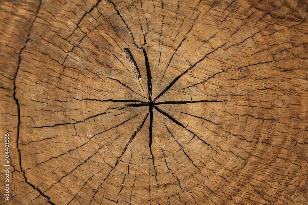 Fototapeta premium Wooden texture