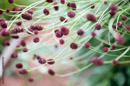 Small violet flowers closeup. soft and blurred image background