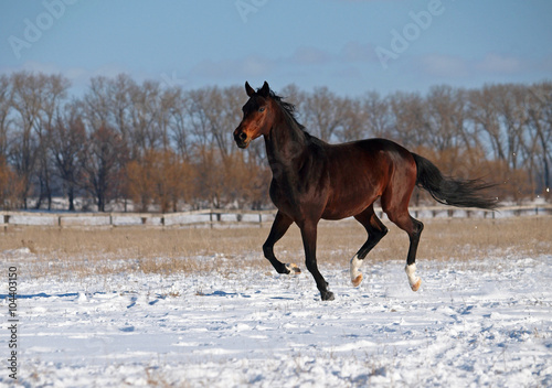 A purebred dark bay stallion gallops on snow field 