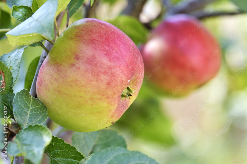 Red apples on apple tree branch Red apples on apple tree branch