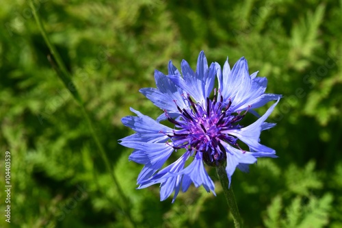 Cornflower capured in Latvia. photo