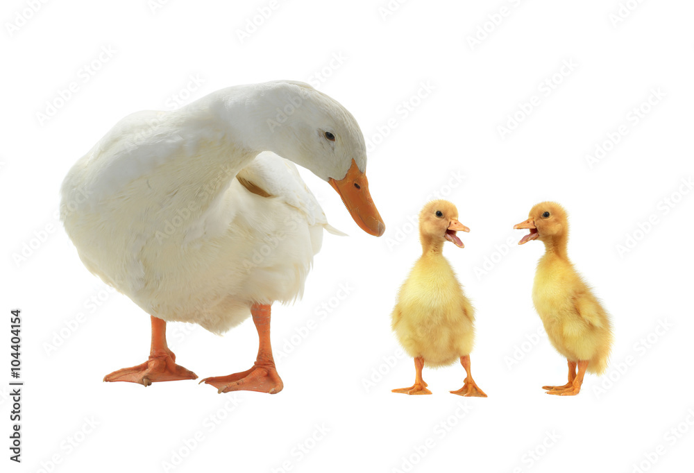 ducks