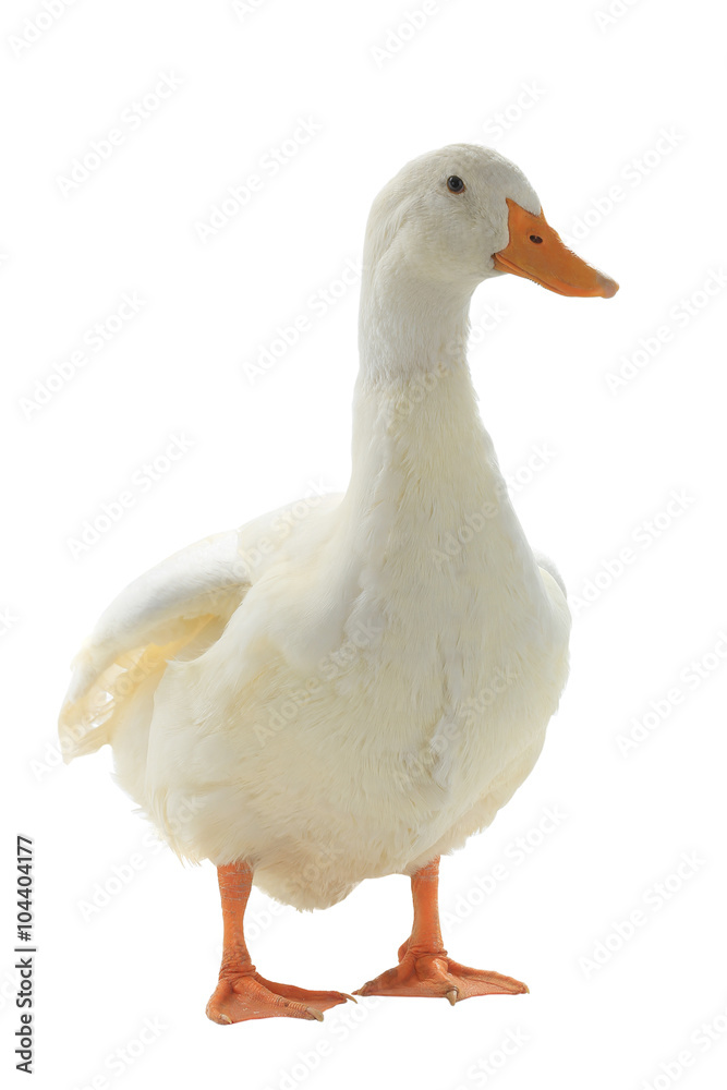duck duck