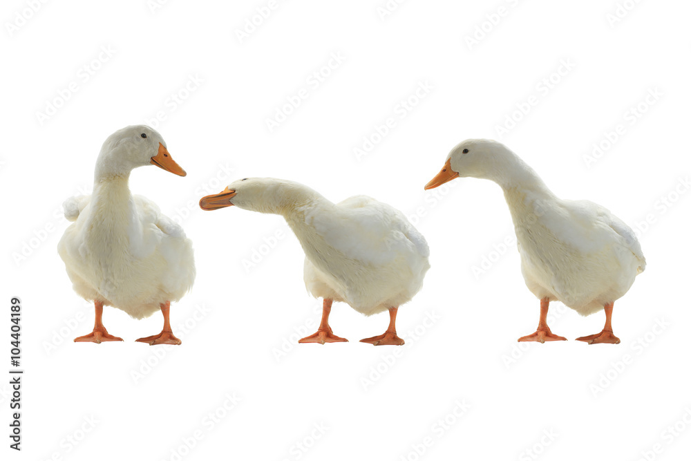 Fototapeta premium ducks