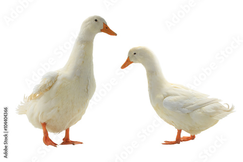  Two  duck