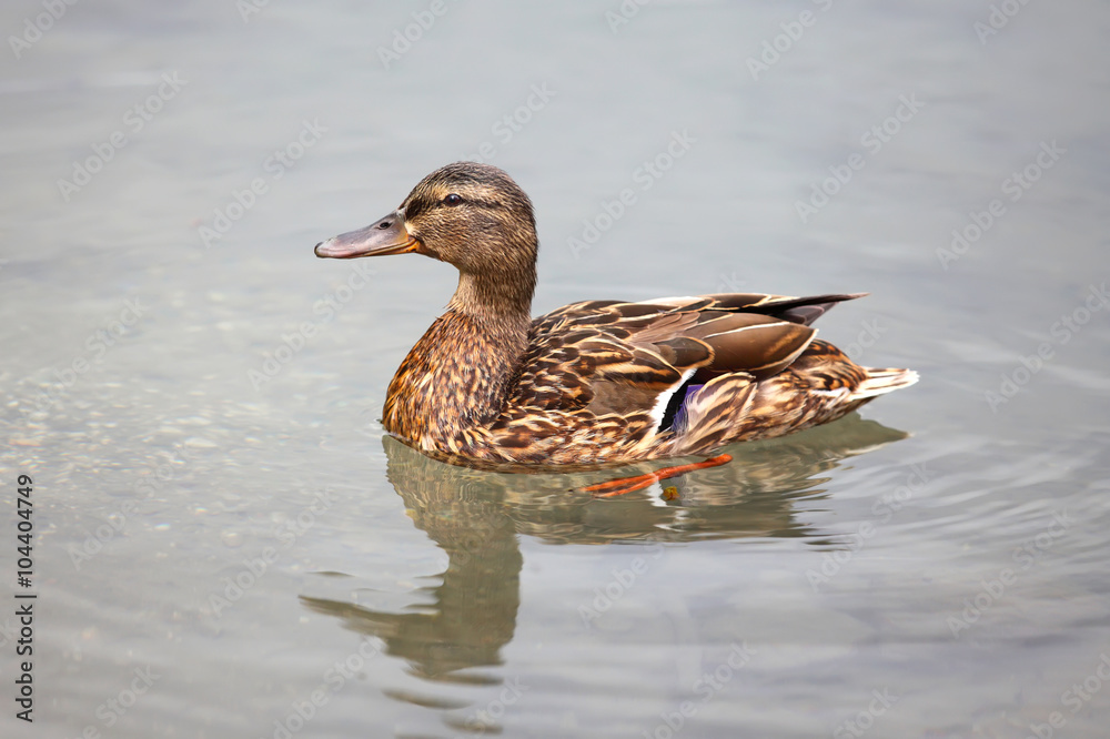 mallard duck mallard duck