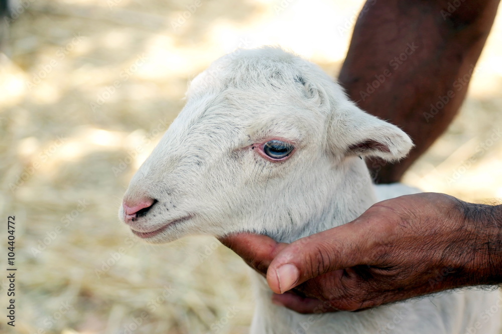 Obraz premium портрет маленького ягнёнка