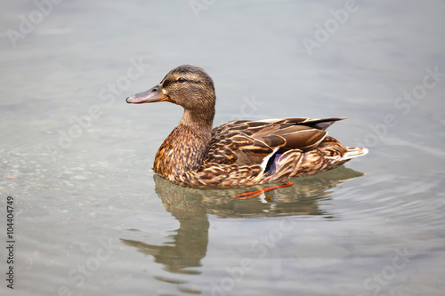  mallard duck
