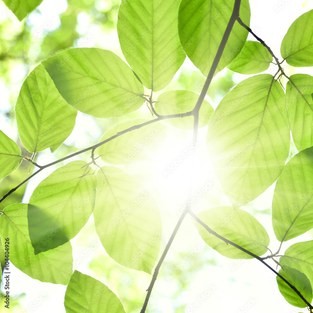 Beech leaves and sunbeam in a mixed forest. Spring scene with fresh leaves of a beech tree and bright sun. Focus on the foreground, selective focus of foliagé in a forest. Beech leaves and sunbeam in a mixed forest. Spring scene with fresh leaves of a beech tree and bright sun. Focus on the foreground, selective focus of foliagé in a forest.