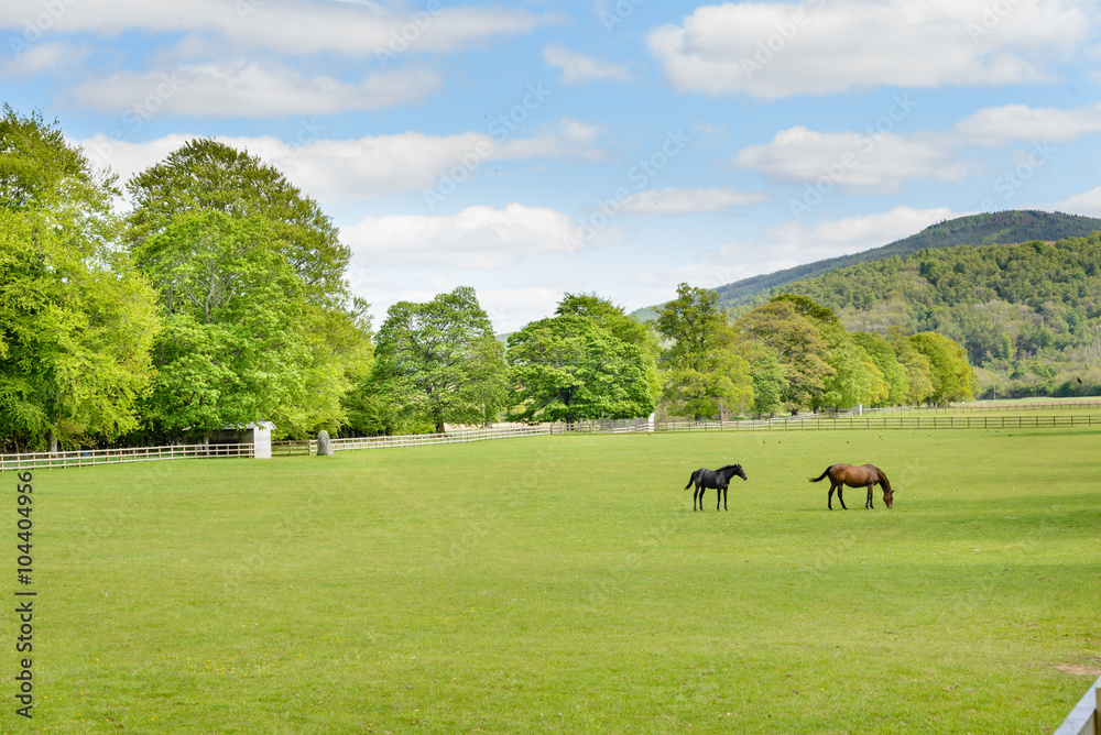 Horses in a paddock in Scotland. Horses in a paddock in Scotland.
