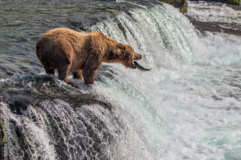 Fototapeta premium Grizzly Bear Catching Salmon