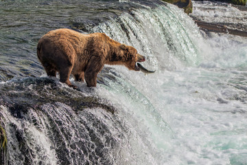 Handdoek met foto Beren Grizzlybeer vangt zalm in rivier  © kcapaldo