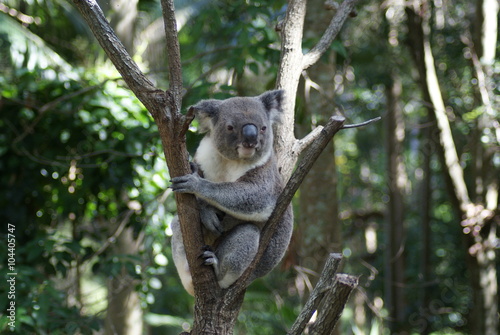 Fototapeta Naklejka Na Ścianę i Meble -  Koala rest
