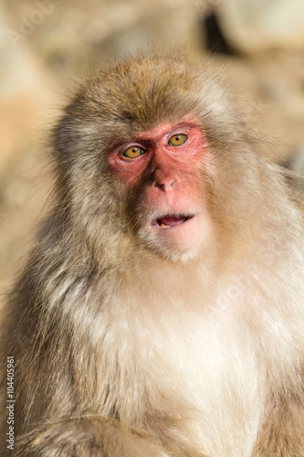 Beautiful monkey © leungchopan
