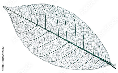 Skeleton of leaf on a white background.