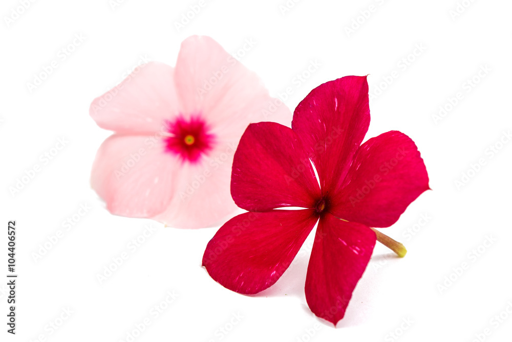 vinca rosea Flower Catharanthus vinca rosea Flower Catharanthus