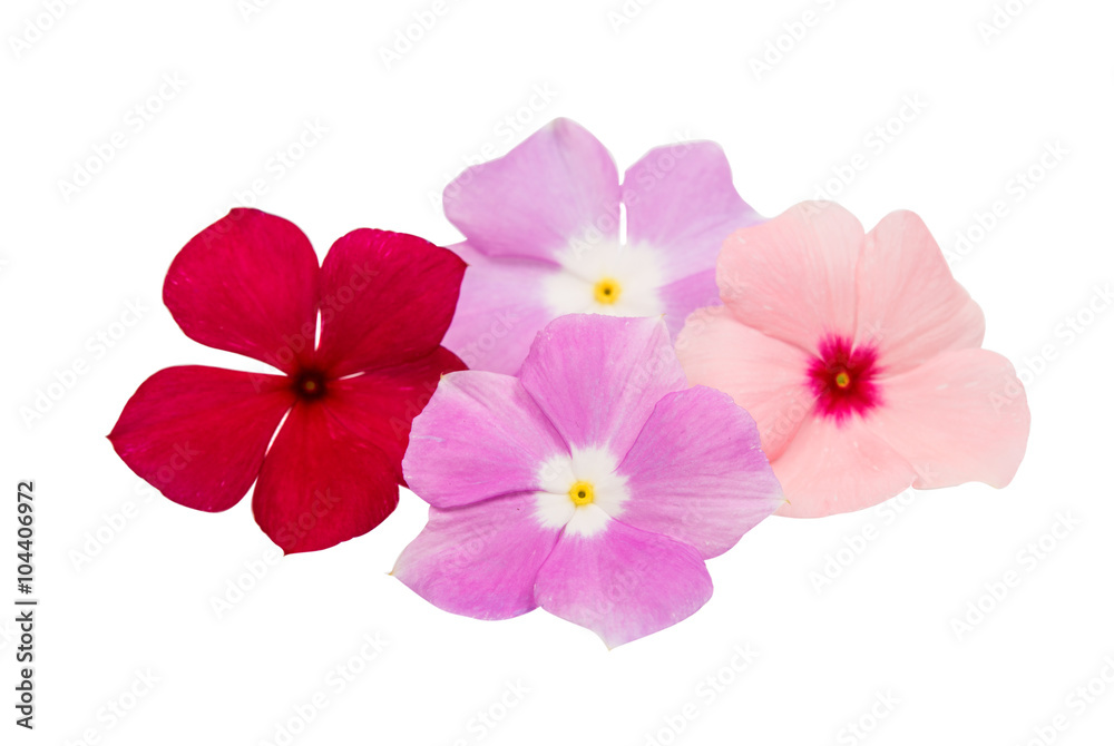 vinca rosea Flower Catharanthus vinca rosea Flower Catharanthus