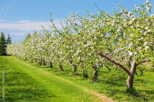 Canvas Print Springtime apple orchard at the peak of bloom.
