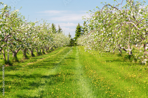 Fototapeta Springtime apple orchard at the peak of bloom.