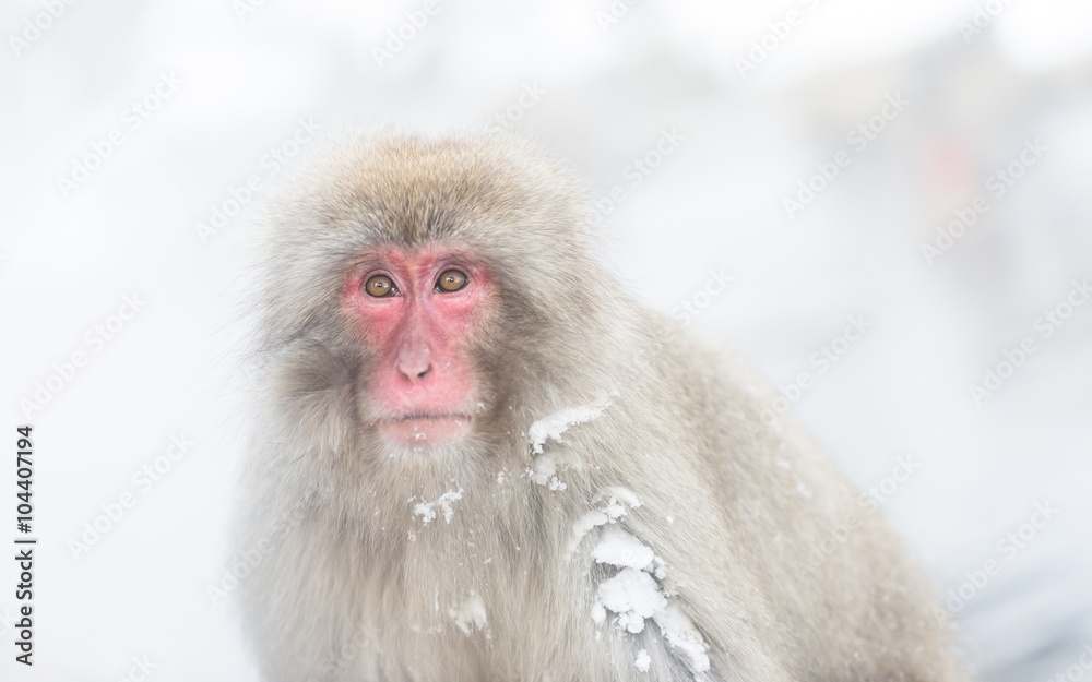 Naklejka premium Japanese snow monkey (Macaque), Jigokudani, Nagano, Japan, proce