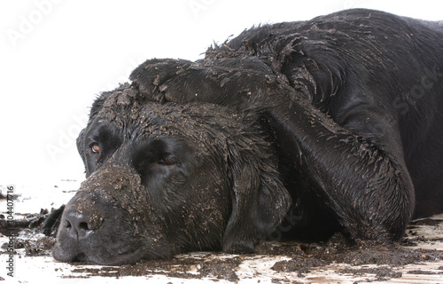 Fototapeta Naklejka Na Ścianę i Meble -  dirty muddy dog
