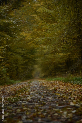Droga w lesie, początek jesieni
