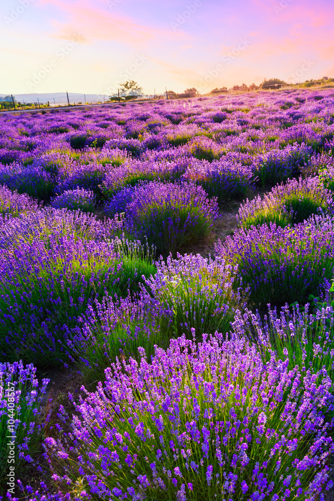 Fototapeta premium Sunset over a summer lavender field in Tihany