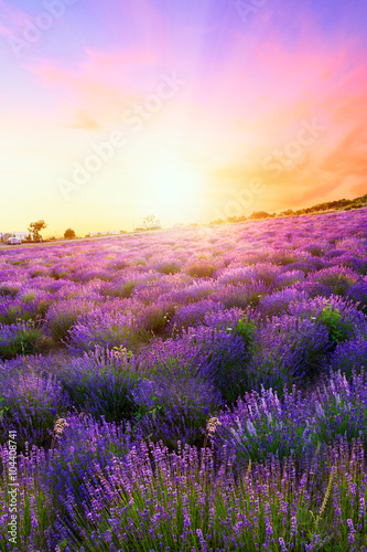 Sunset over a summer lavender field in Tihany