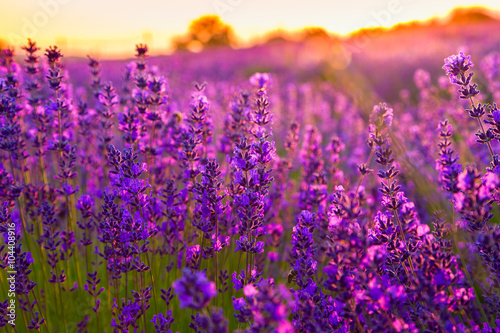 Fototapeta Naklejka Na Ścianę i Meble -  Sunset over a violet lavender field