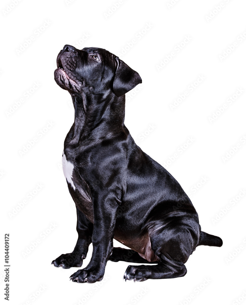Dog African Boerboel Dog African Boerboel