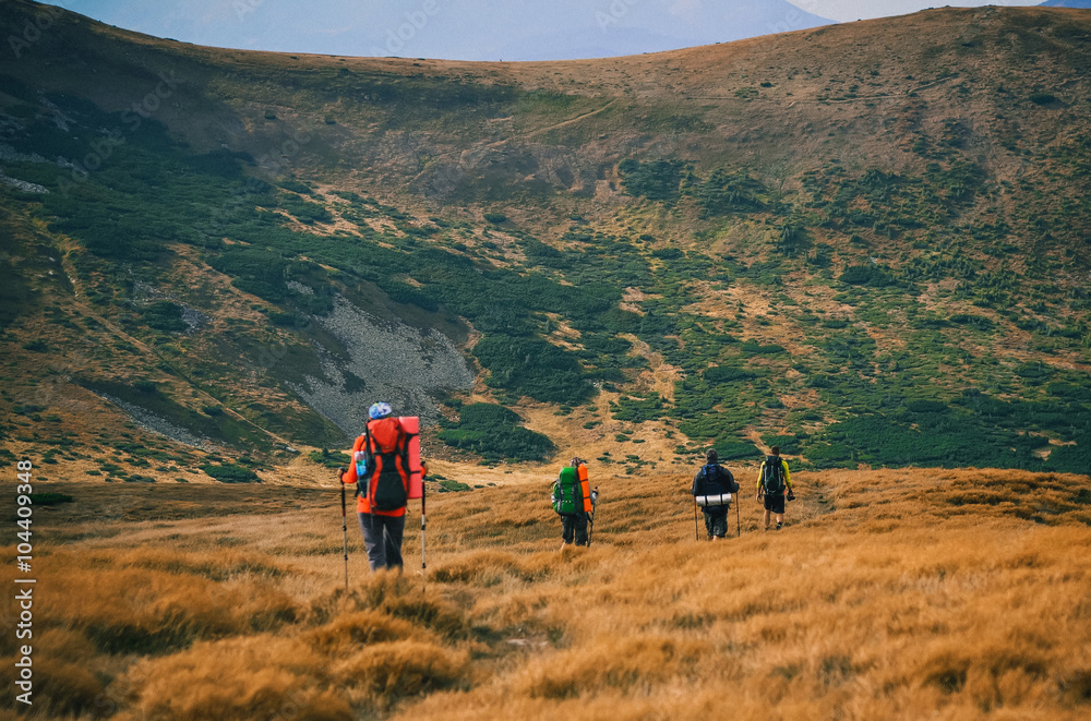 Obraz premium Group of hikers in the mountains, view of Carpathians mountains in Ukraine