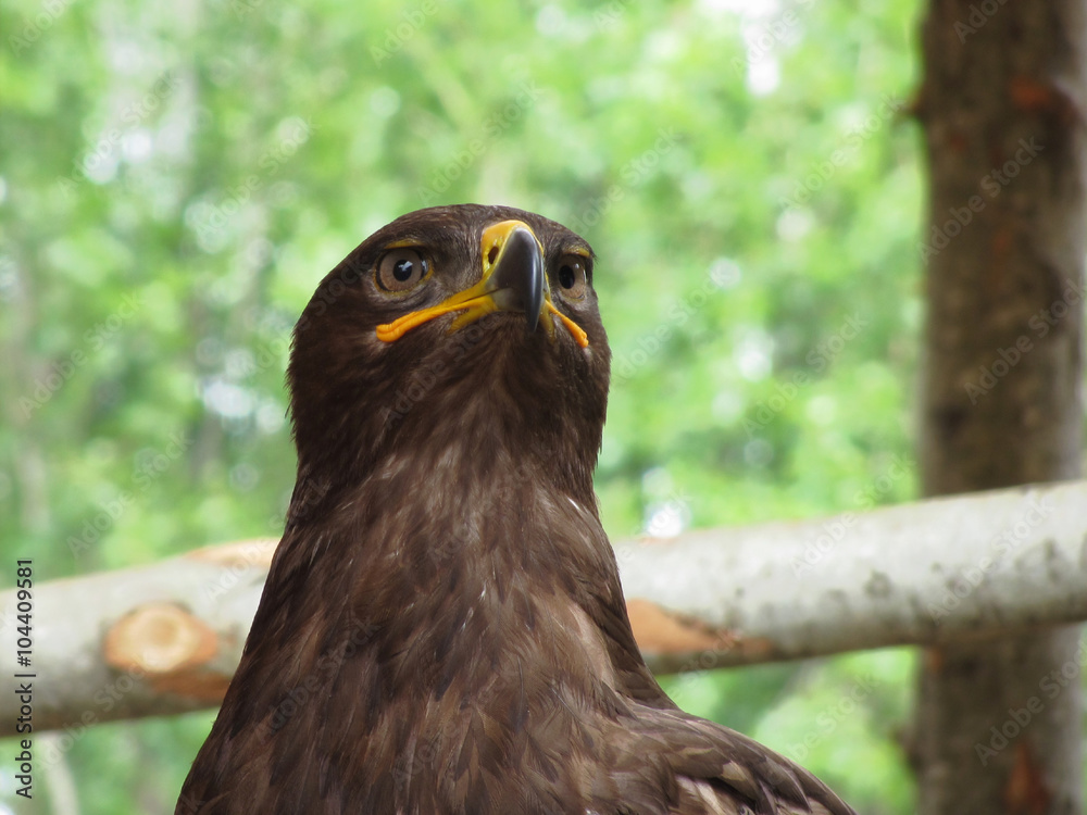 Portrait of steppe eagle over a nature blurred background Portrait of steppe eagle over a nature blurred background