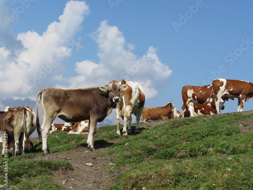 Alpine pasture with cows in foreground and the blue sky in background. Sesto Dolomites, South Tyrol, Italy