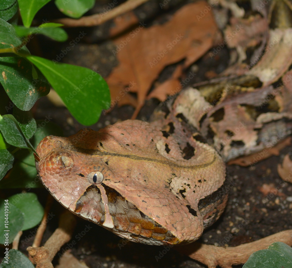 Naklejka premium Gabunviper