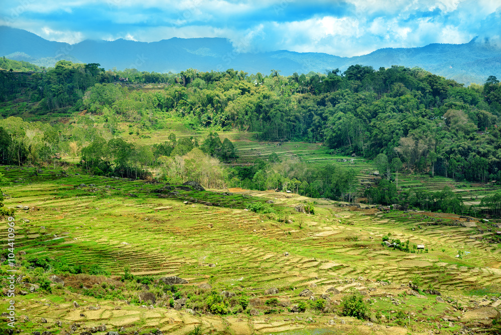 Green rice field  in Tana Toraja