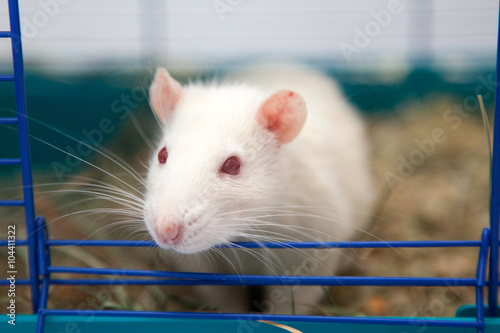 Cute pet rat