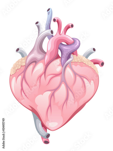Heart
