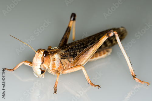 Locust isolated on the bright background.