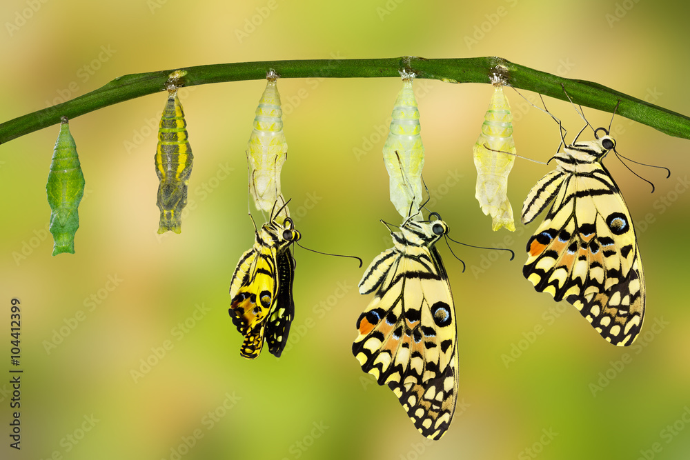 Naklejka premium Transformacja Lime Butterfly