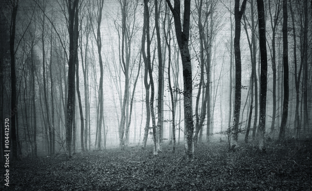 Fototapeta premium Monochrome black and white grunge textured color foggy mystic forest trees landscape.