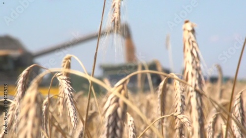 Yellow grain ready for harvest growing in a farm field. Combine harvesting wheat on farmland