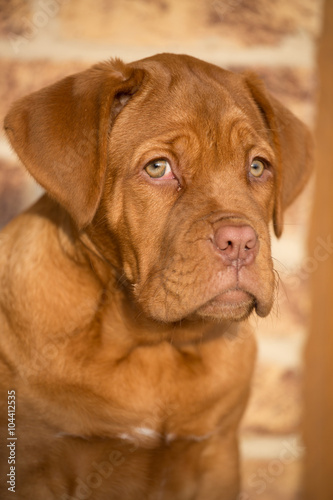 Bordeaux dog puppy