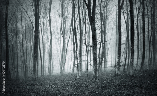 Monochrome black and white grunge textured color foggy mystic forest trees landscape.