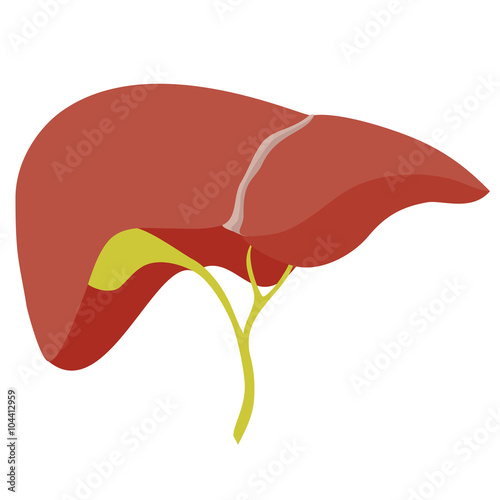 Anatomic liver illustration on white background