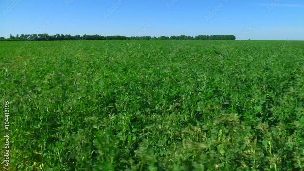 Rape field under the blue sky on a sunny day Rape field under the blue sky on a sunny day