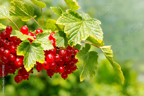 Canvas Print Red Currant hanging on a bush in the garden.