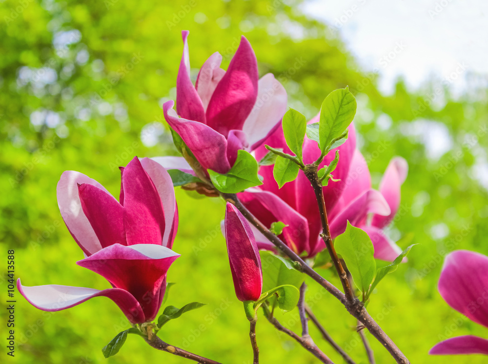 Purple magnolia flower on a branch background Purple magnolia flower on a branch background
